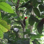 De la famille des pics verts ... un pic rouge !