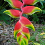 Une fleur d'Heliconia.